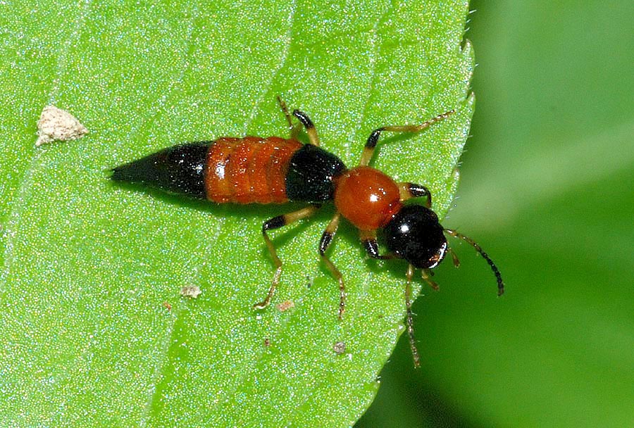Paederus baudii - Staphylinidae